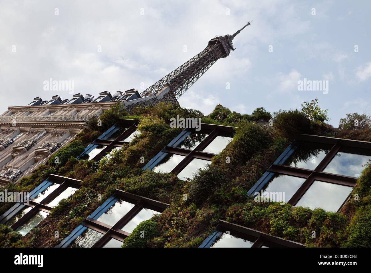 Grüne Mauer und Eiffelturm in Paris Stockfoto