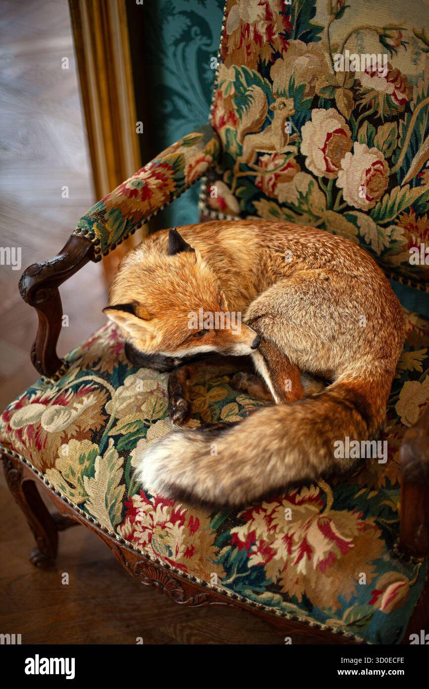 Gefüllter Fuchs auf einem antiken Sessel Stockfoto