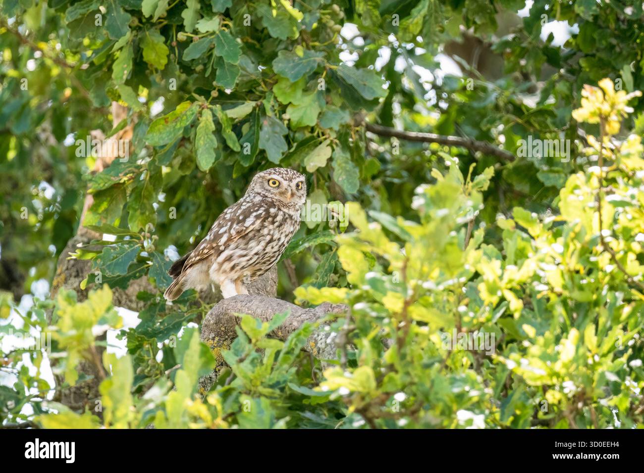 Erwachsene kleine Eule (Athene noctua), die in einem Haferbaum sitzt Worcestershire England Großbritannien. Juli 2025 Stockfoto