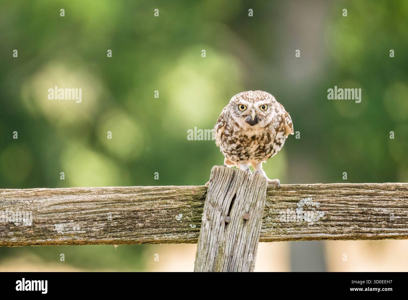Erwachsene kleine Eule (Athene noctua), die auf einem Zaunpfosten mit Beute im Schnabel sitzt Worcestershire England UK. Juli 2025 Stockfoto