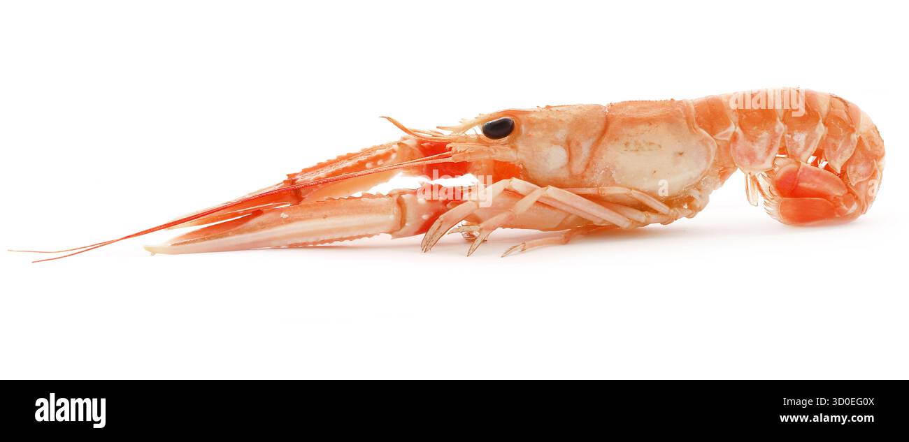 Roter Hummer ganz isoliert über weißem Hintergrund Stockfoto