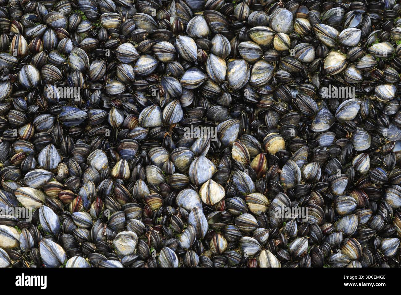 Muscheln dicht auf dem Felsen mit Nonnenhaken gepackt Stockfoto
