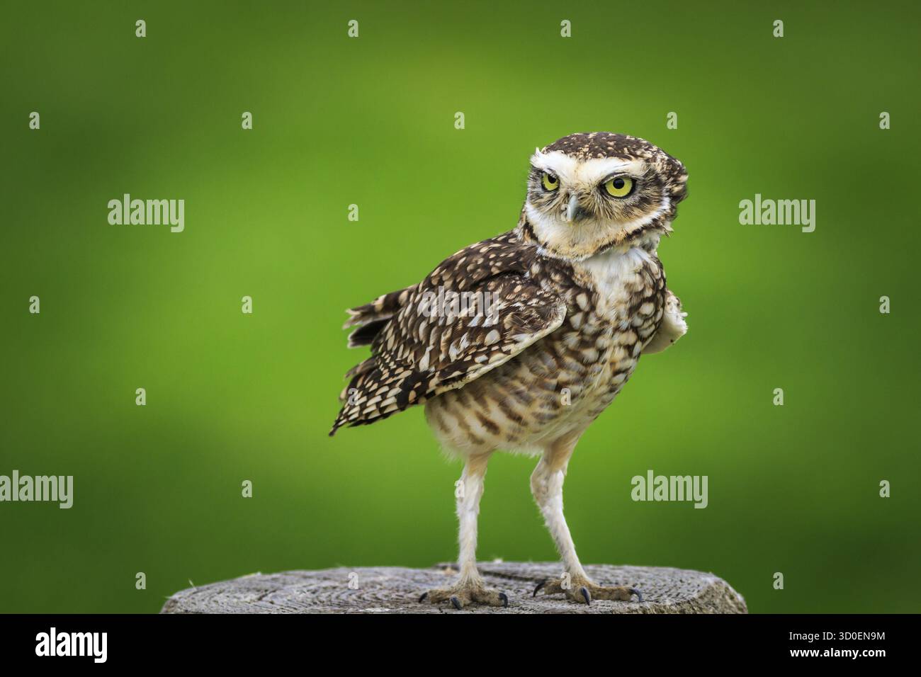 Kanincheneule (Athene Cunicularia) thront auf einem Baumstumpf Stockfoto