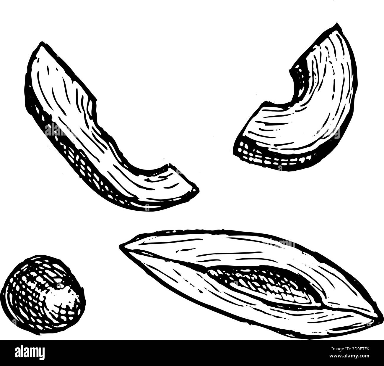 Handgezeichnete Vektor-Avocadoscheiben im linearen Gravurstil, Skizze von tropischen Fruchtscheiben mit Avocadoknochen. Botanische Darstellungsumrisse isoliert auf transparentem Hintergrund. Stock Vektor