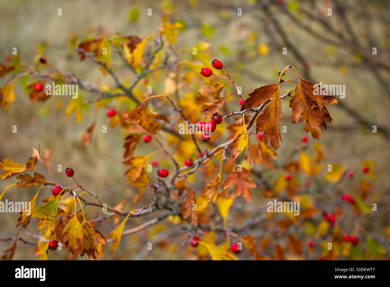 Rote Frucht von Crataegus monogyna, bekannt als Weißdorn oder einsaatender Weißdorn ( May, Mayblossom, Maythorn, Quickthorn, Weißdorn, Mutter, Haw ) Stockfoto