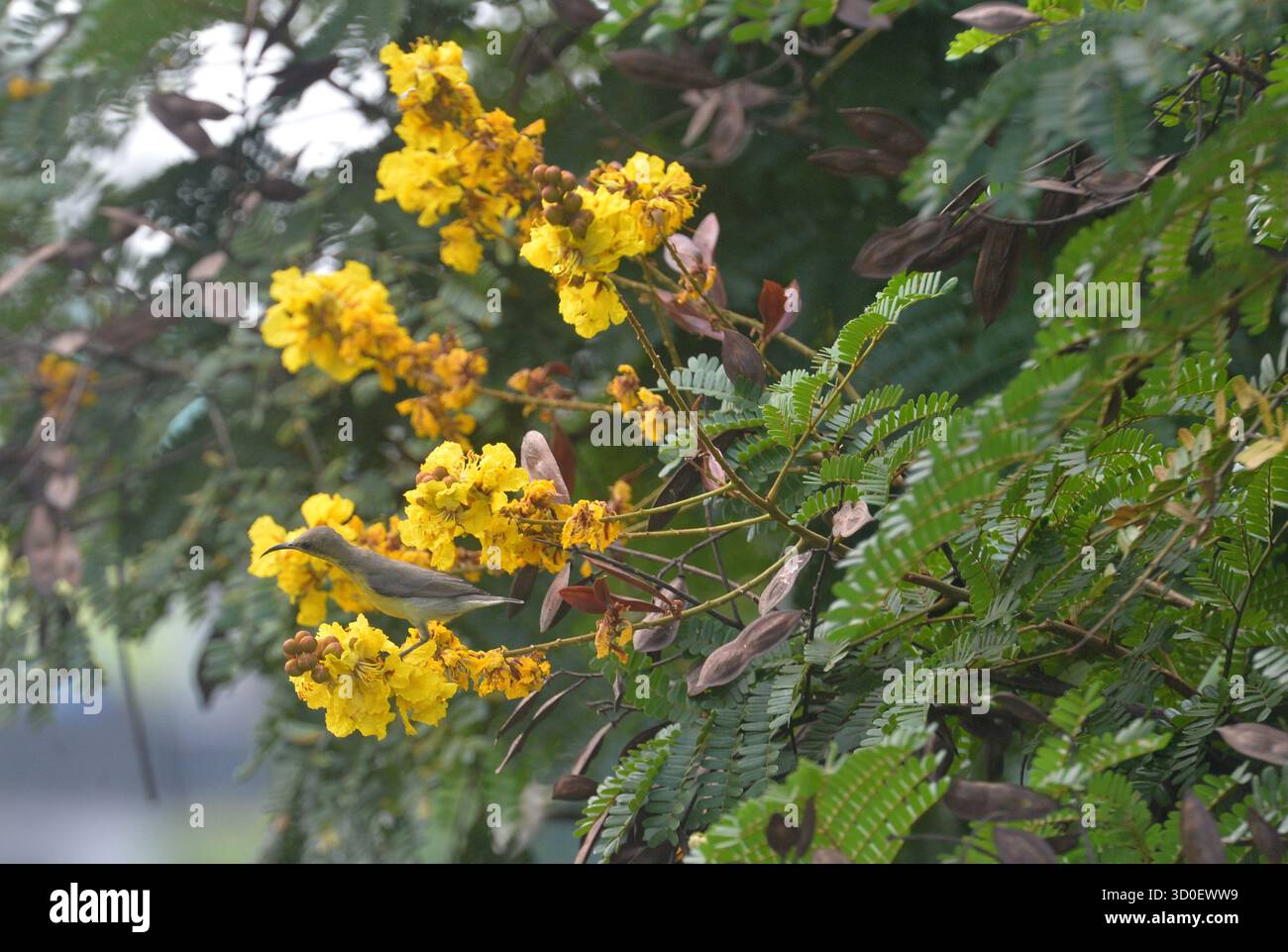 Siliguri, Westbengalen, Indien. Oktober 2025. Ein Purple Sunbird sammelt Blütennektar von den Blüten eines Baumes in Siliguri. (Kreditbild: © Diptendu Dutta/ZUMA Press Wire) NUR REDAKTIONELLE VERWENDUNG! Nicht für kommerzielle ZWECKE! Stockfoto