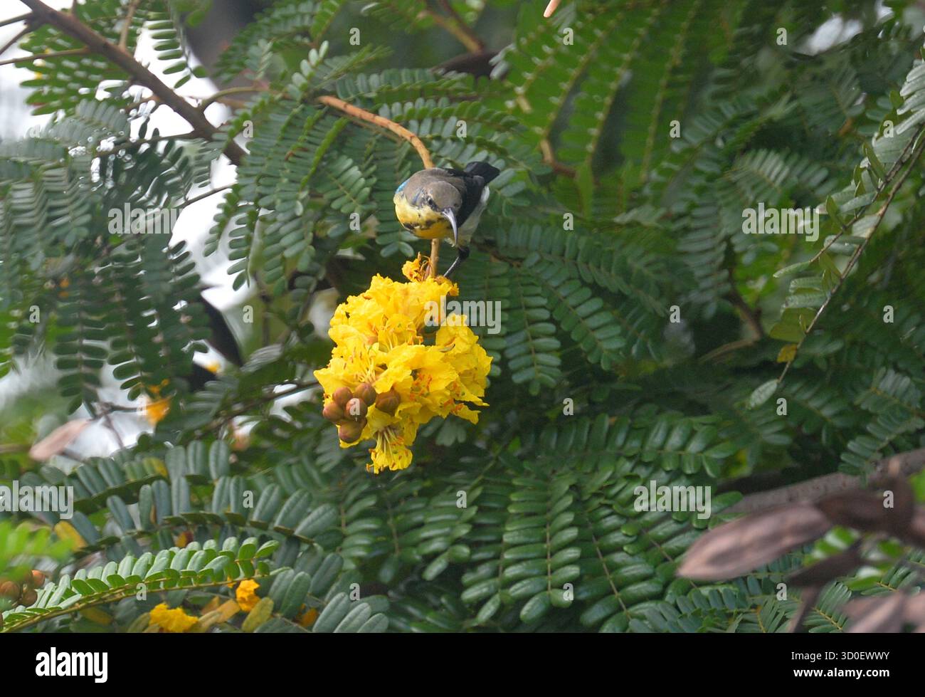 Siliguri, Westbengalen, Indien. Oktober 2025. Ein Purple Sunbird sammelt Blütennektar von den Blüten eines Baumes in Siliguri. (Kreditbild: © Diptendu Dutta/ZUMA Press Wire) NUR REDAKTIONELLE VERWENDUNG! Nicht für kommerzielle ZWECKE! Stockfoto