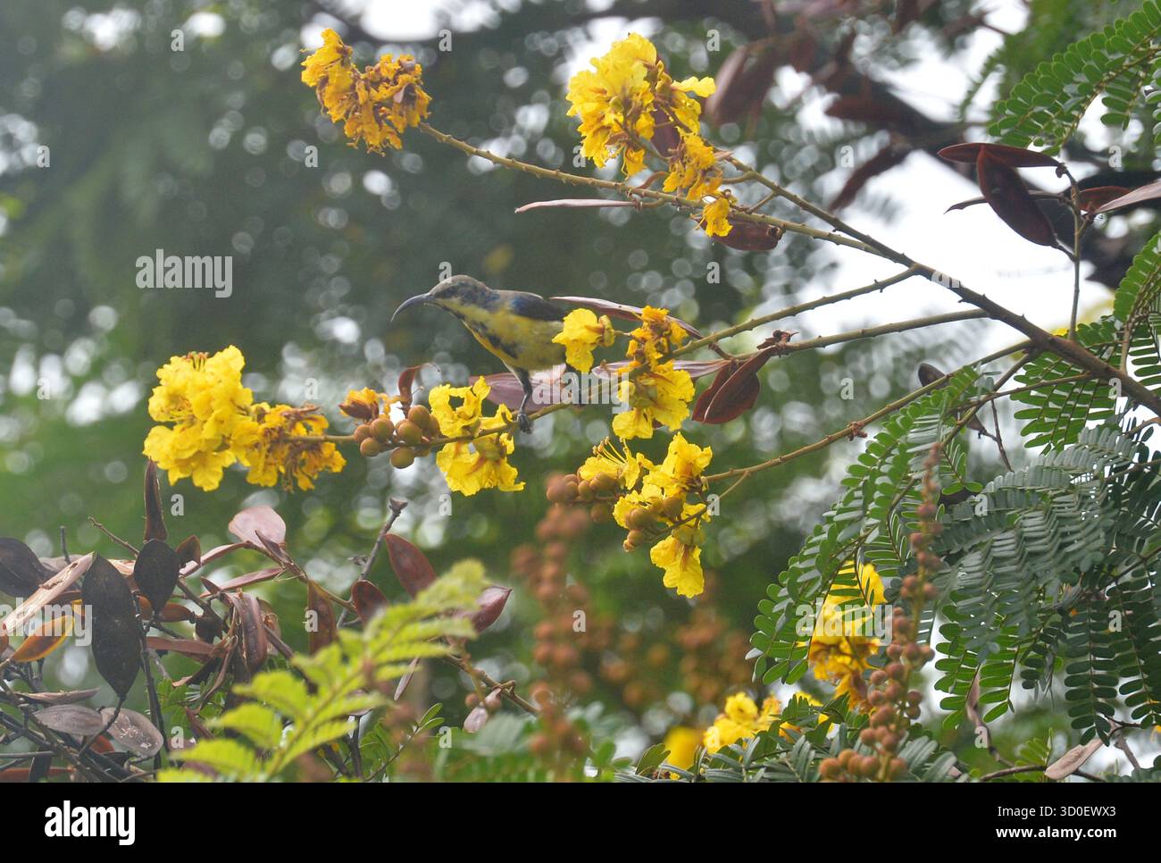 Siliguri, Westbengalen, Indien. Oktober 2025. Ein Purple Sunbird sammelt Blütennektar von den Blüten eines Baumes in Siliguri. (Kreditbild: © Diptendu Dutta/ZUMA Press Wire) NUR REDAKTIONELLE VERWENDUNG! Nicht für kommerzielle ZWECKE! Stockfoto