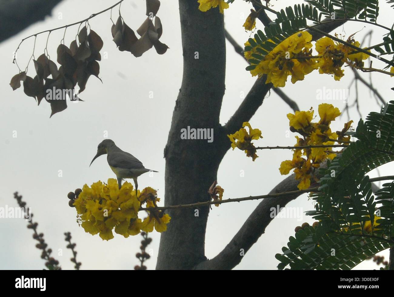 Siliguri, Westbengalen, Indien. Oktober 2025. Ein Purple Sunbird sammelt Blütennektar von den Blüten eines Baumes in Siliguri. (Kreditbild: © Diptendu Dutta/ZUMA Press Wire) NUR REDAKTIONELLE VERWENDUNG! Nicht für kommerzielle ZWECKE! Stockfoto