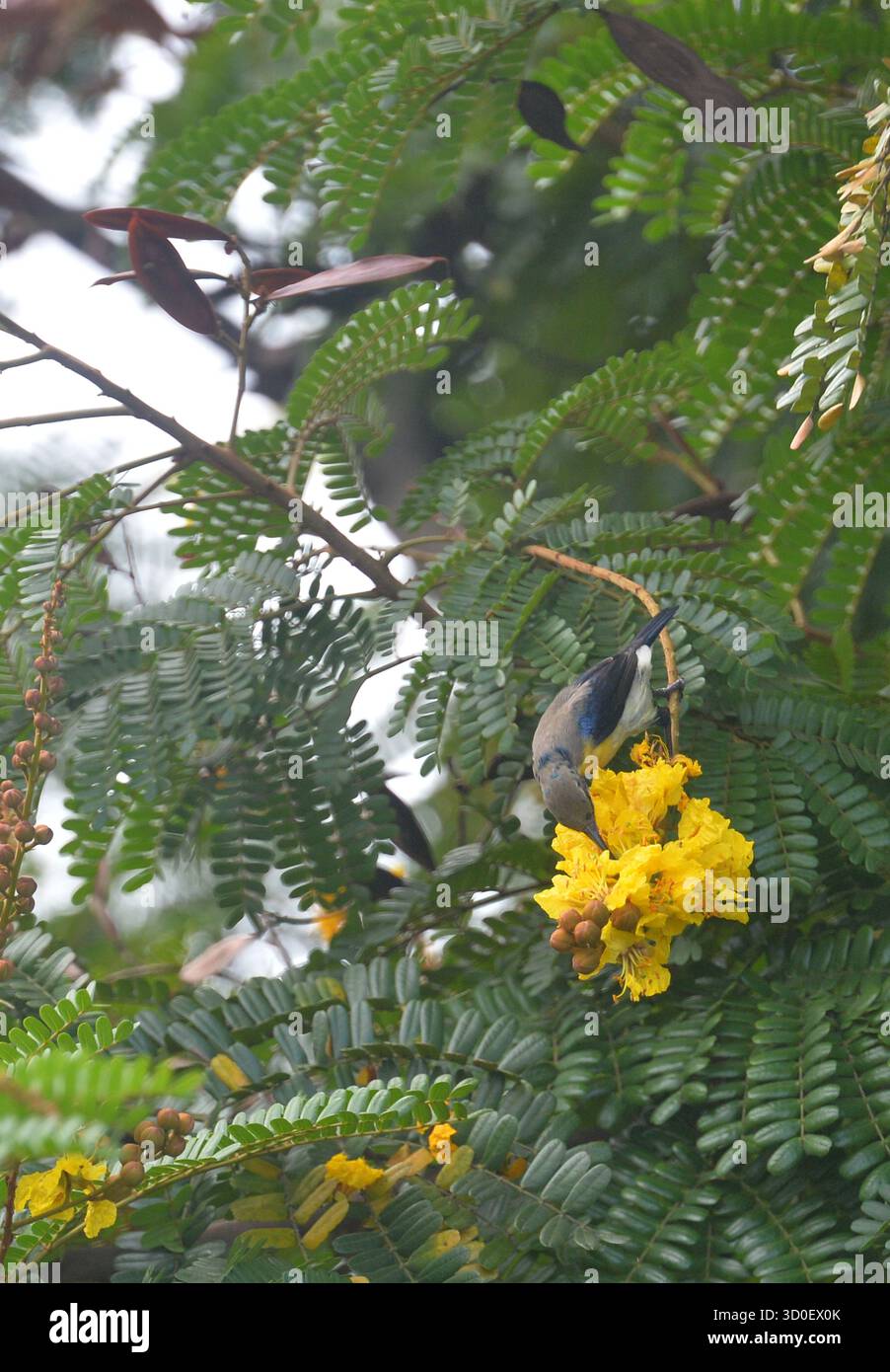 Siliguri, Westbengalen, Indien. Oktober 2025. Ein Purple Sunbird sammelt Blütennektar von den Blüten eines Baumes in Siliguri. (Kreditbild: © Diptendu Dutta/ZUMA Press Wire) NUR REDAKTIONELLE VERWENDUNG! Nicht für kommerzielle ZWECKE! Stockfoto