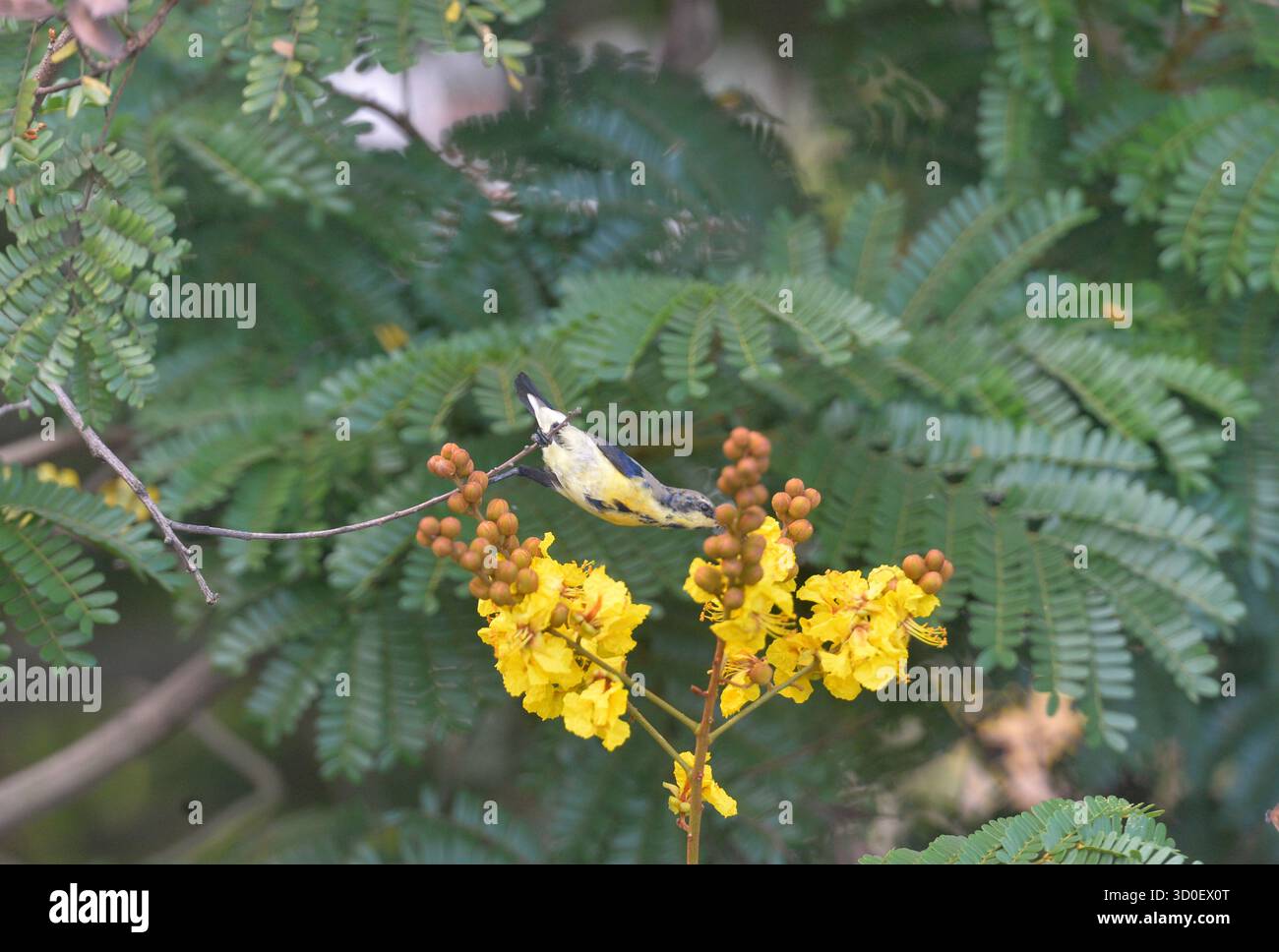 Siliguri, Westbengalen, Indien. Oktober 2025. Ein Purple Sunbird sammelt Blütennektar von den Blüten eines Baumes in Siliguri. (Kreditbild: © Diptendu Dutta/ZUMA Press Wire) NUR REDAKTIONELLE VERWENDUNG! Nicht für kommerzielle ZWECKE! Stockfoto