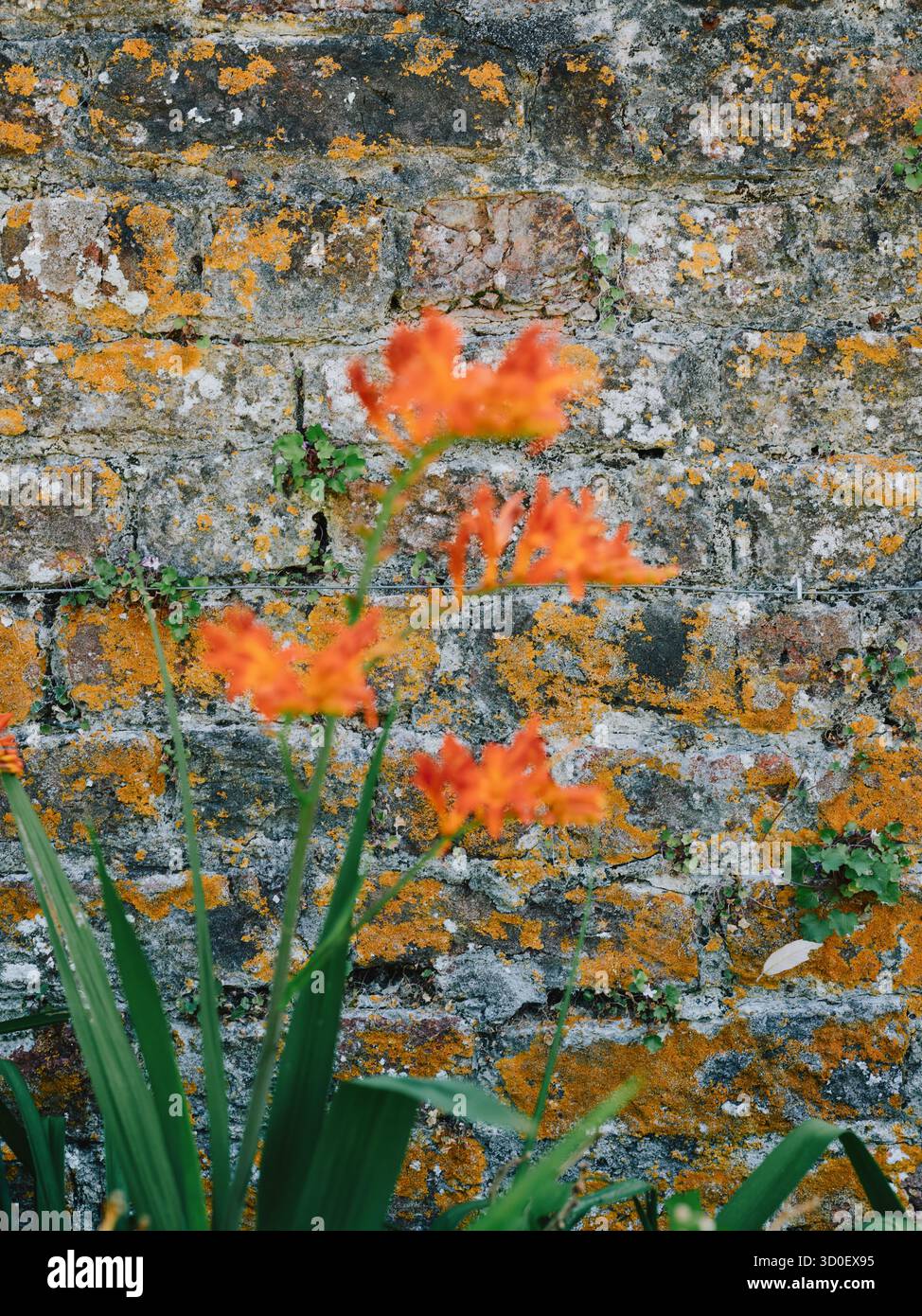 Orangefarbene Flechte auf einer Gartenmauer im Hintergrund Stockfoto