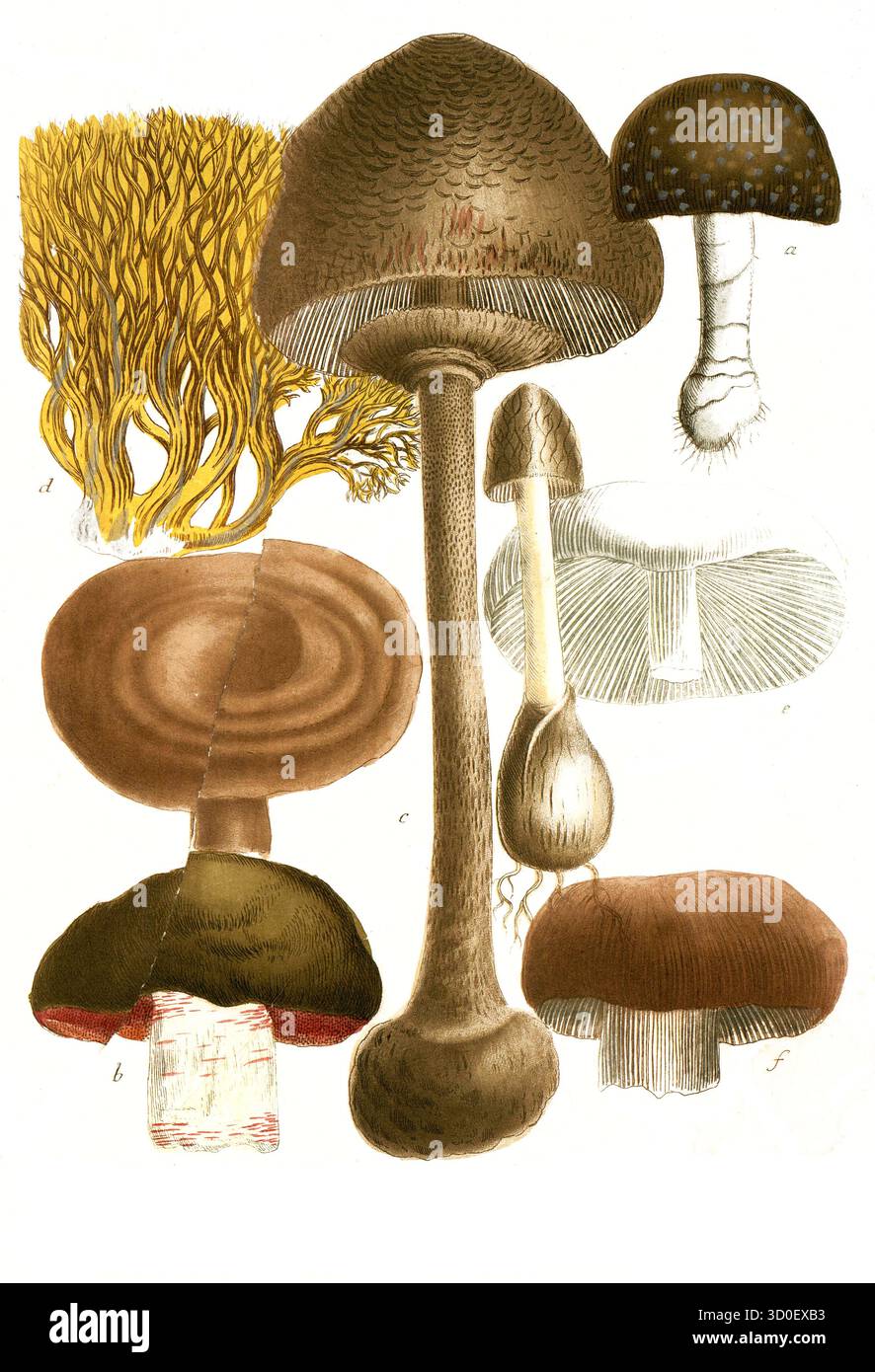 Verschiedene Pilze, a. fungus pediculo, B. fungus campestris inferne ruberns, c. fungus foeditus, d. fungus coralliformis, e. fungus piperatus, f. fungus esculentus, g. Pilz pileololato, Historisch, digital restaurierte Reproduktion von einer Vorlage aus dem 19. Jahrhundert Stockfoto