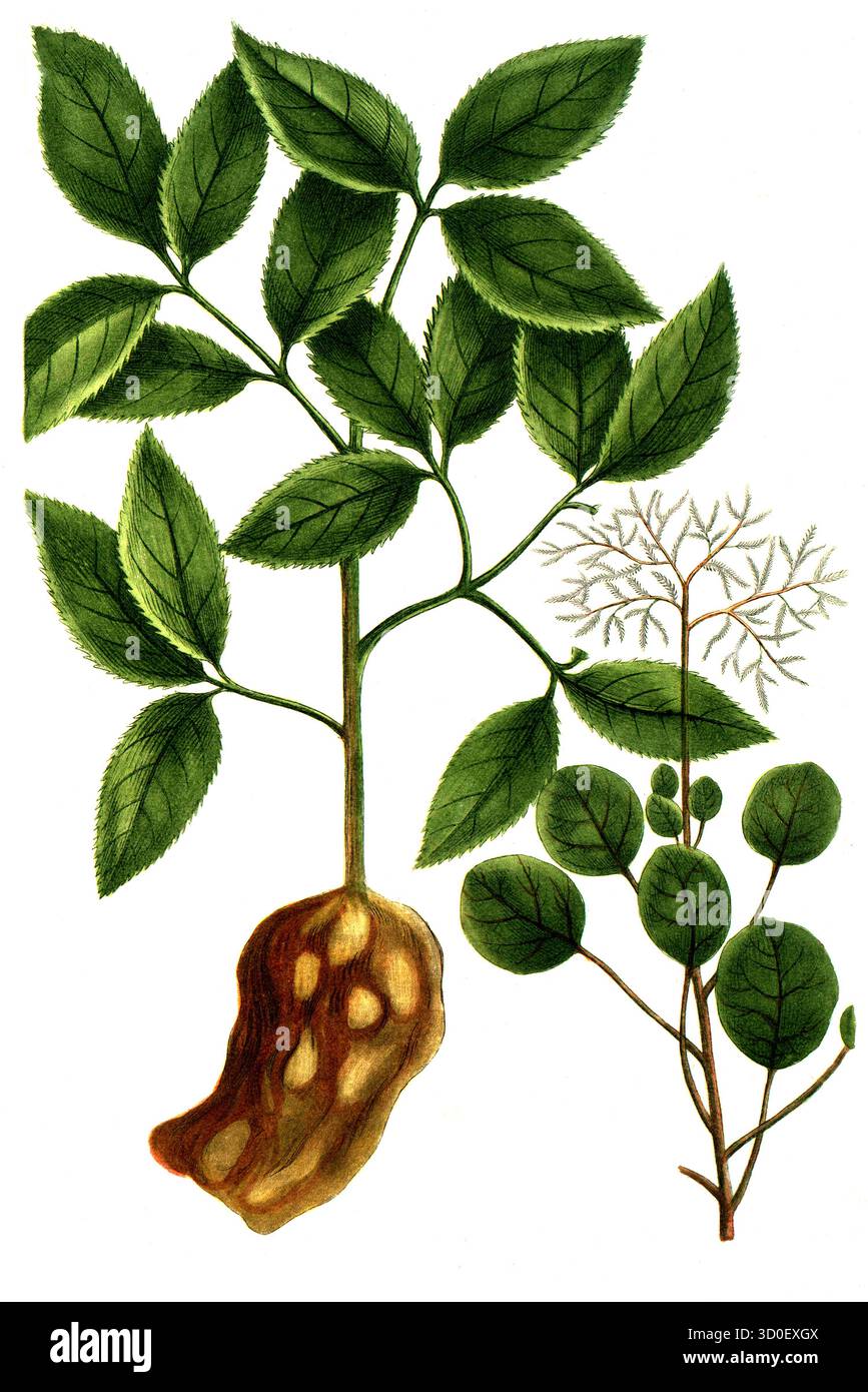 Costus arabicus, SpiralIngwer und Cotinus coccigria, Rauchbaum, historisch, digital restaurierte Reproduktion eines Originals aus dem 19. Jahrhundert Stockfoto