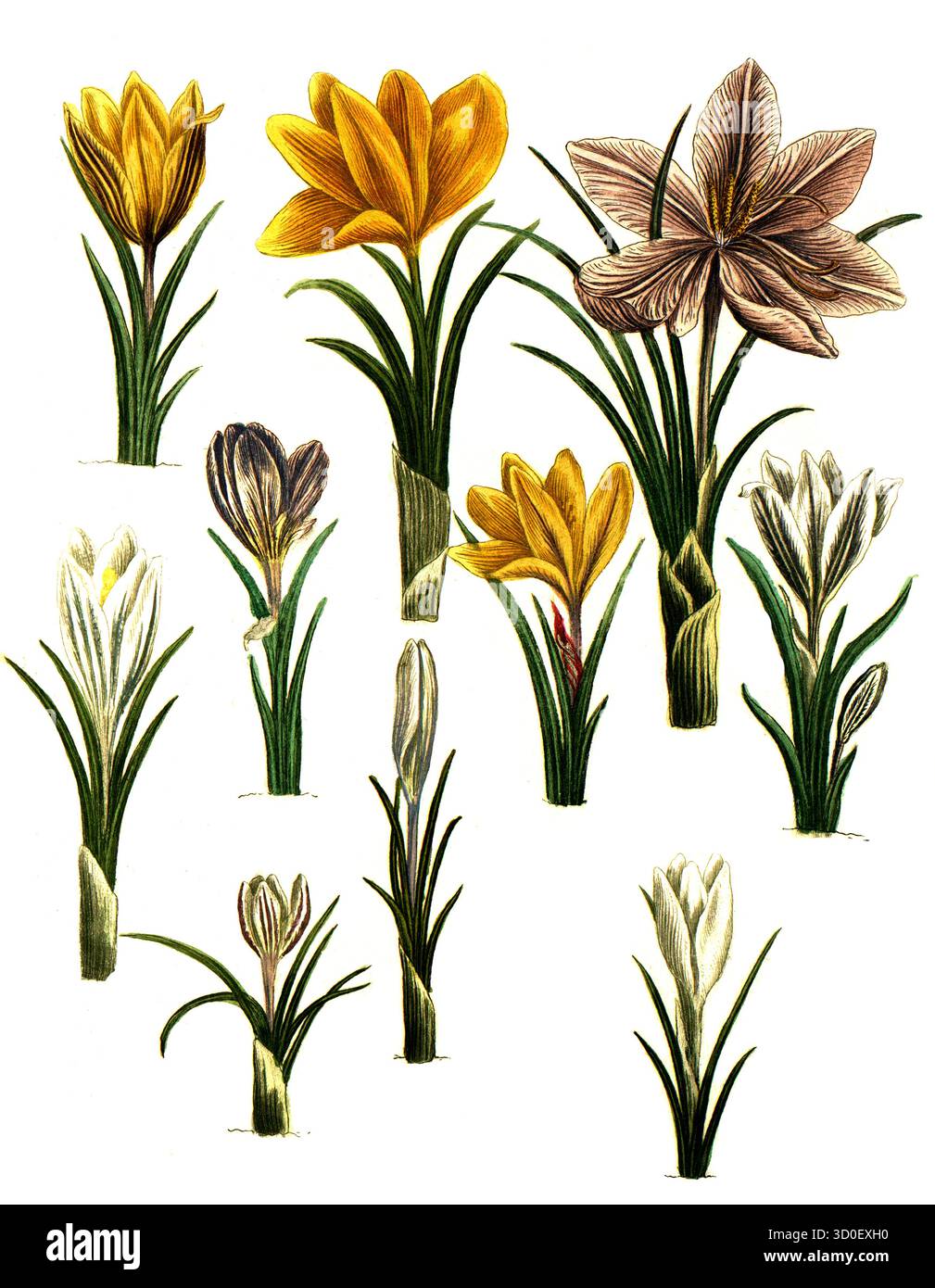 Safran, Crocus sativus und Frühlingscrocus, Crocus vernus, historisch, digital restaurierte Reproduktion eines Originals aus dem 19. Jahrhundert Stockfoto