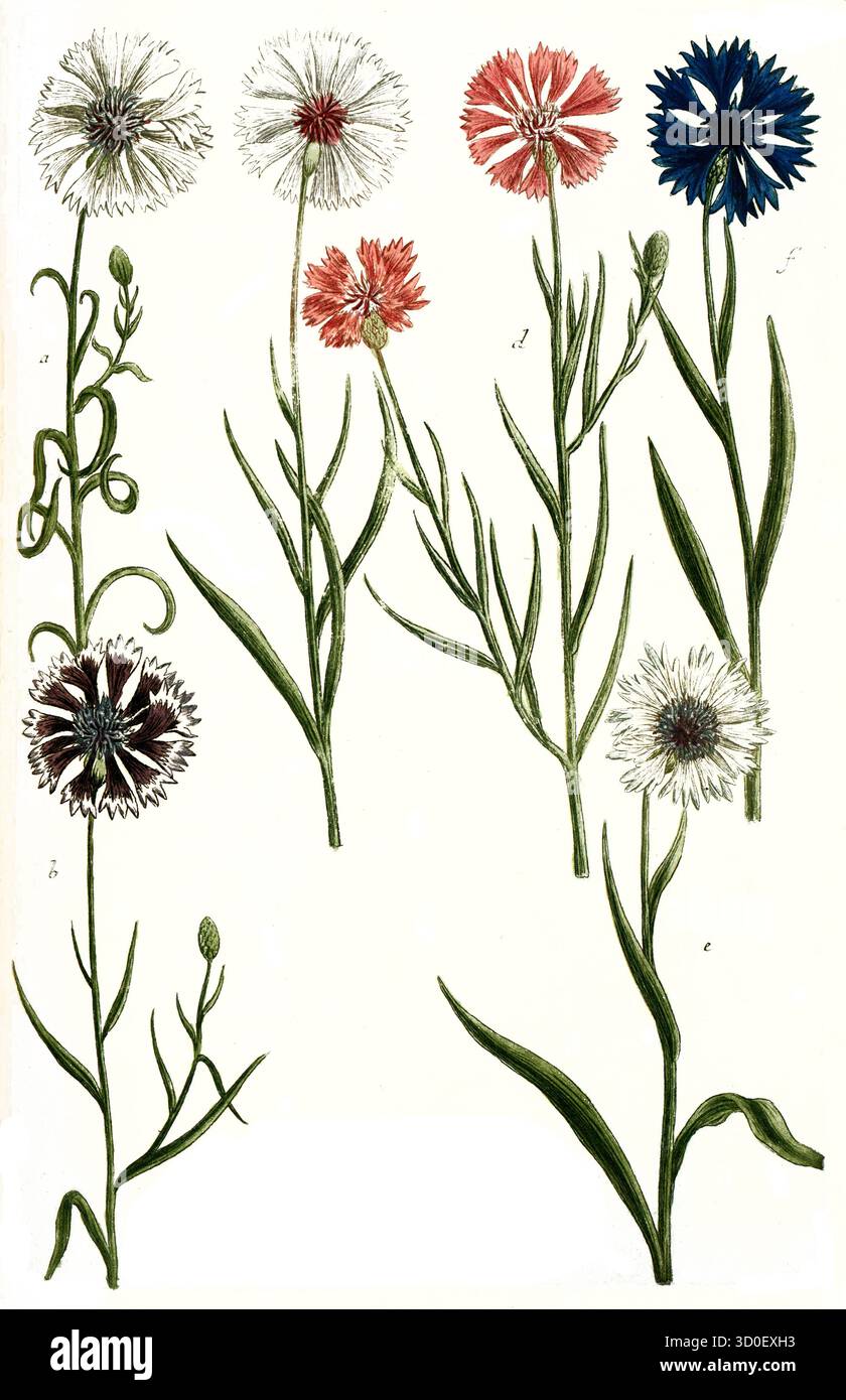 Variationen der Kornblume, a. Cyanus albus, B. Cyanus hortensis, c. Cyanus albus flore rubro, d. Cyanus hortensis, e. Cyanus segetum, f. Cyanus seg Stockfoto