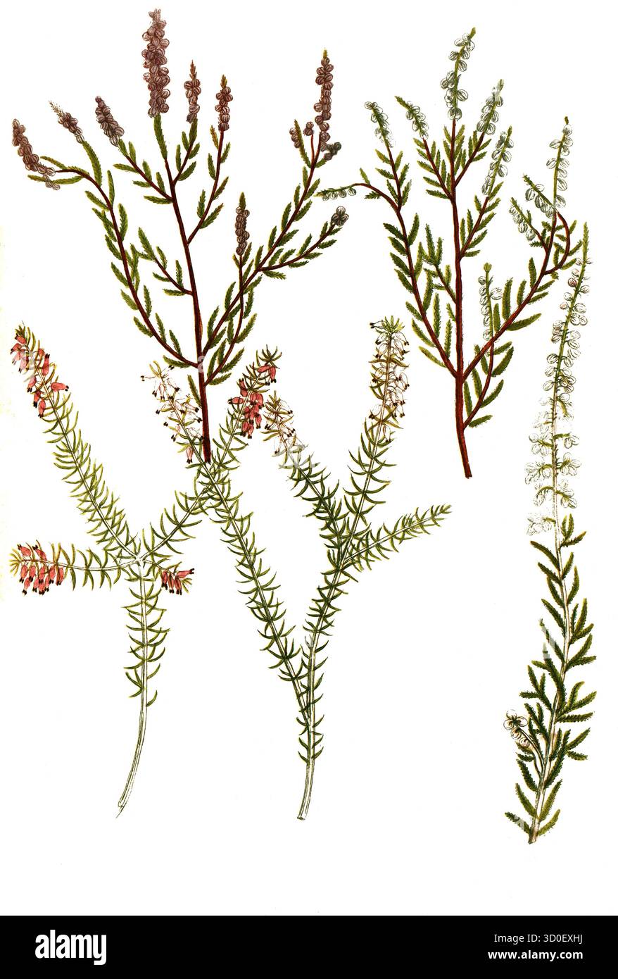 a. Erica vulgaris, gemeine Heidekraut, B. Erica vulgaris rubra, c. Erica Folio myricae flore albo, d. Erica junipero flore carneo, E. Erica junipero flore Stockfoto