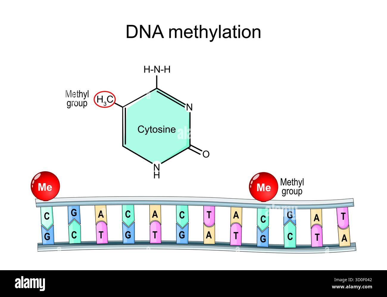 DNA-Methylierung. Molekularchemische Strukturformel und Modell von Cytosin mit Methylgruppe. Vektorabbildung Stock Vektor