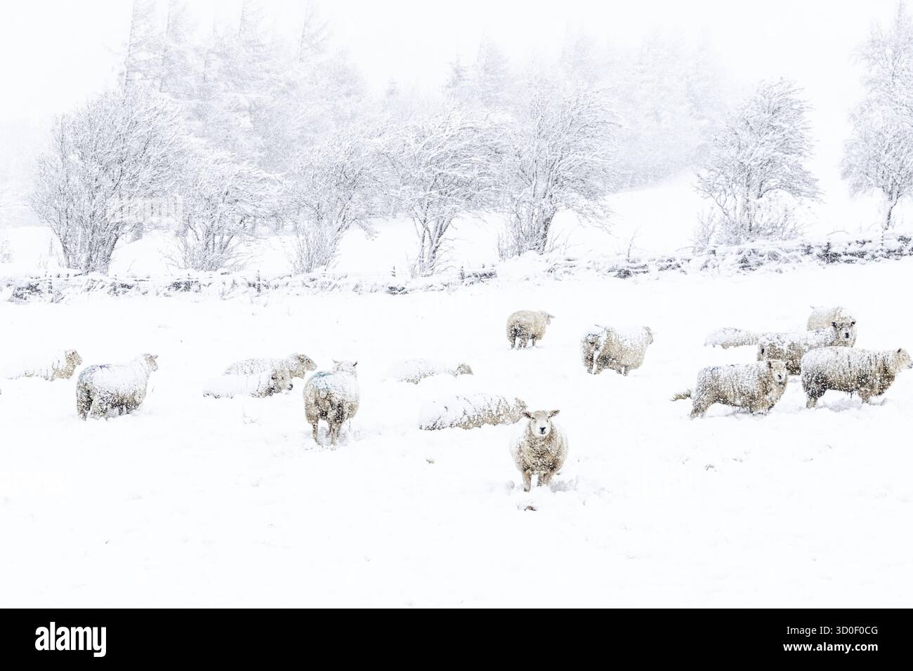 Schafe in einem kalten weißen Winterlandschaft Yorkshire Stockfoto