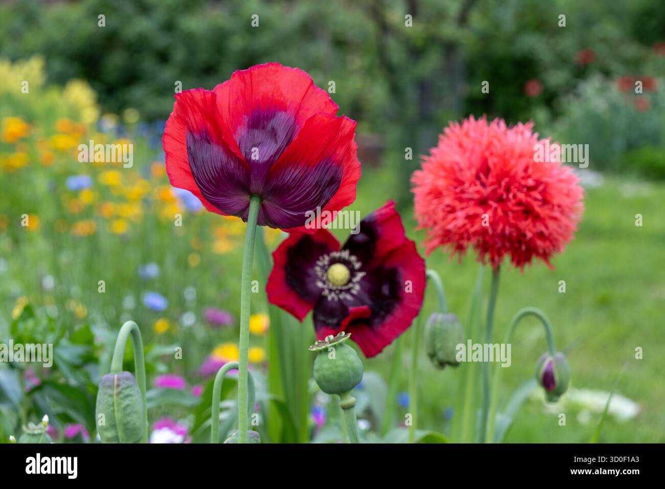 Rote Mohnblumen auf der Sommerwiese, helle Wildblumen blühen im Sonnenlicht, natürlicher Hintergrund aus dem Land Stockfoto