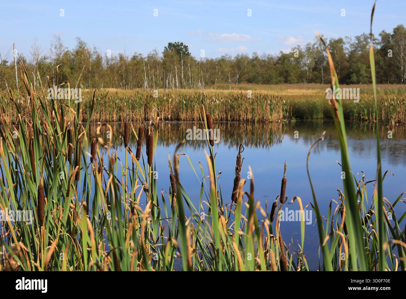 Landschaft im Soos, Moor, National Nature Reserve im Oh?e Becken bei Franzensbad, Karlsbad Region, Böhmen, Tschechische Republik Stockfoto