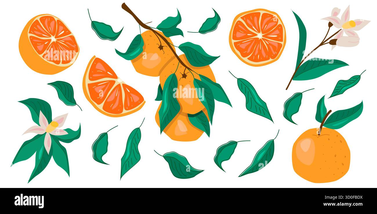 Eine Sammlung verschiedener orangener Früchte, Scheiben und Blätter mit weißem Hintergrund. Stock Vektor