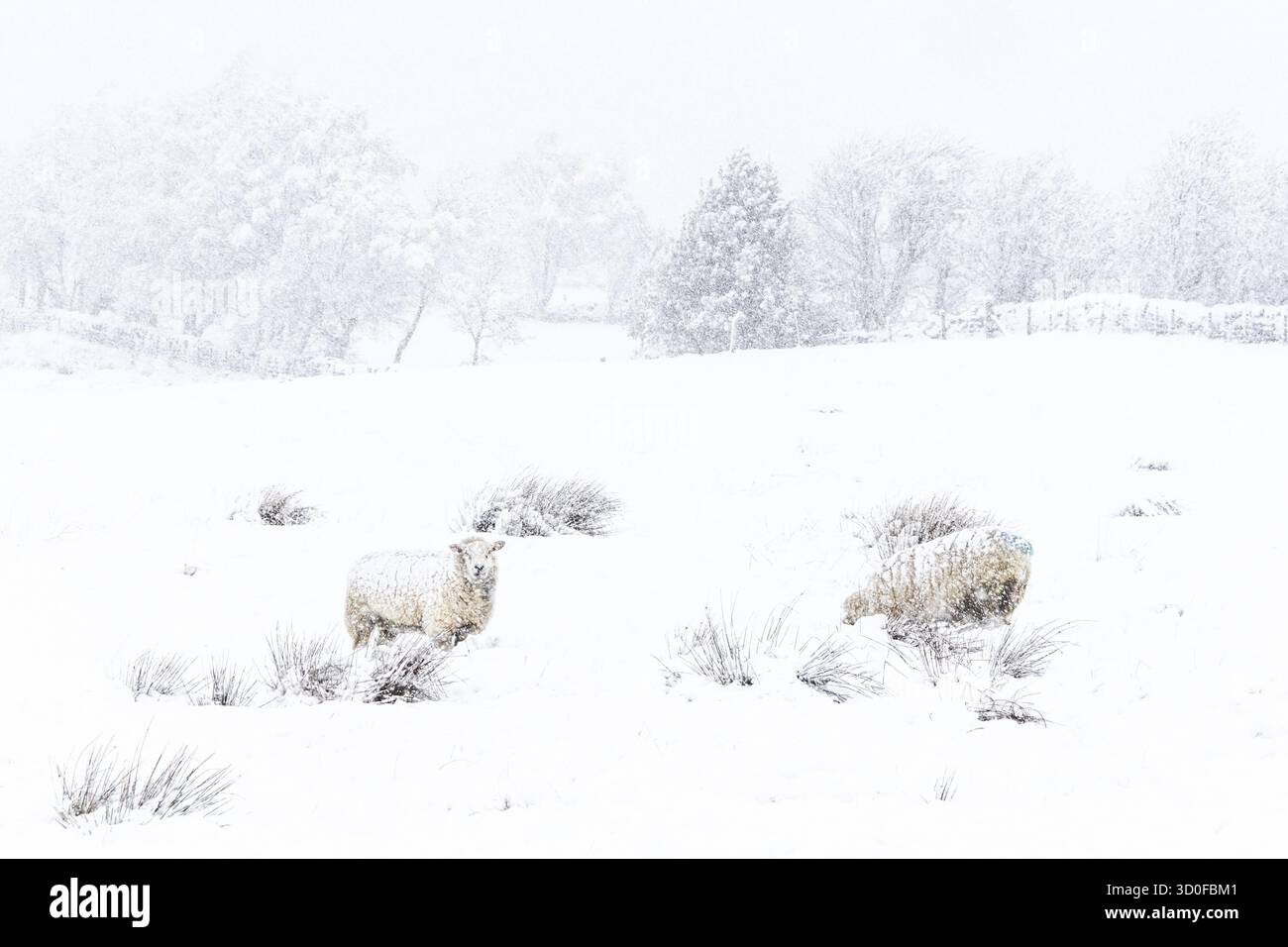 Schafe in einem kalten weißen Winterlandschaft Yorkshire Stockfoto