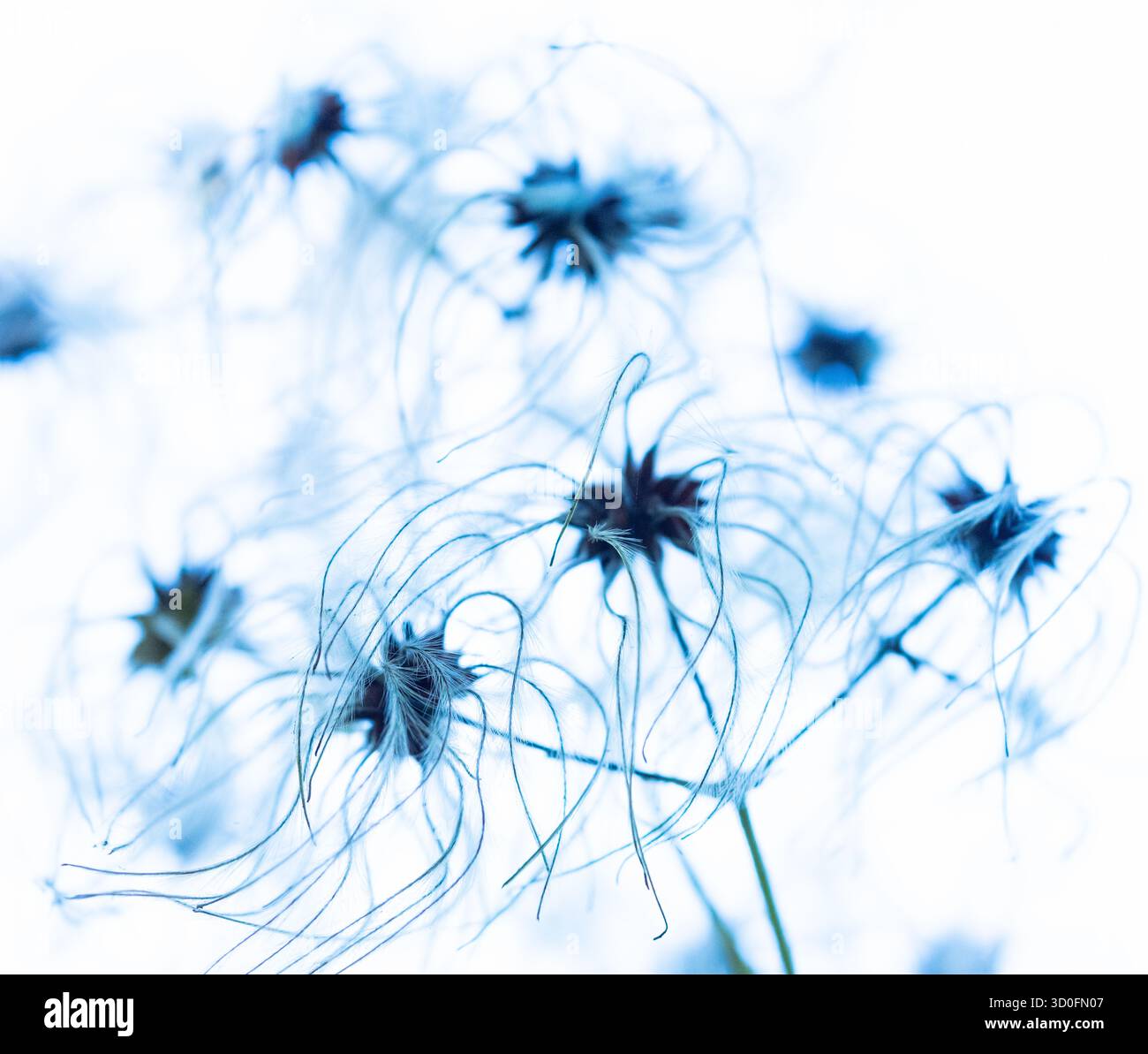 Kleine Details der Natur im Naturpark Santoña, Victoria und Joyel Marshes. Kantabrisches Meer. Kantabrien. Spanien. Europa. Stockfoto