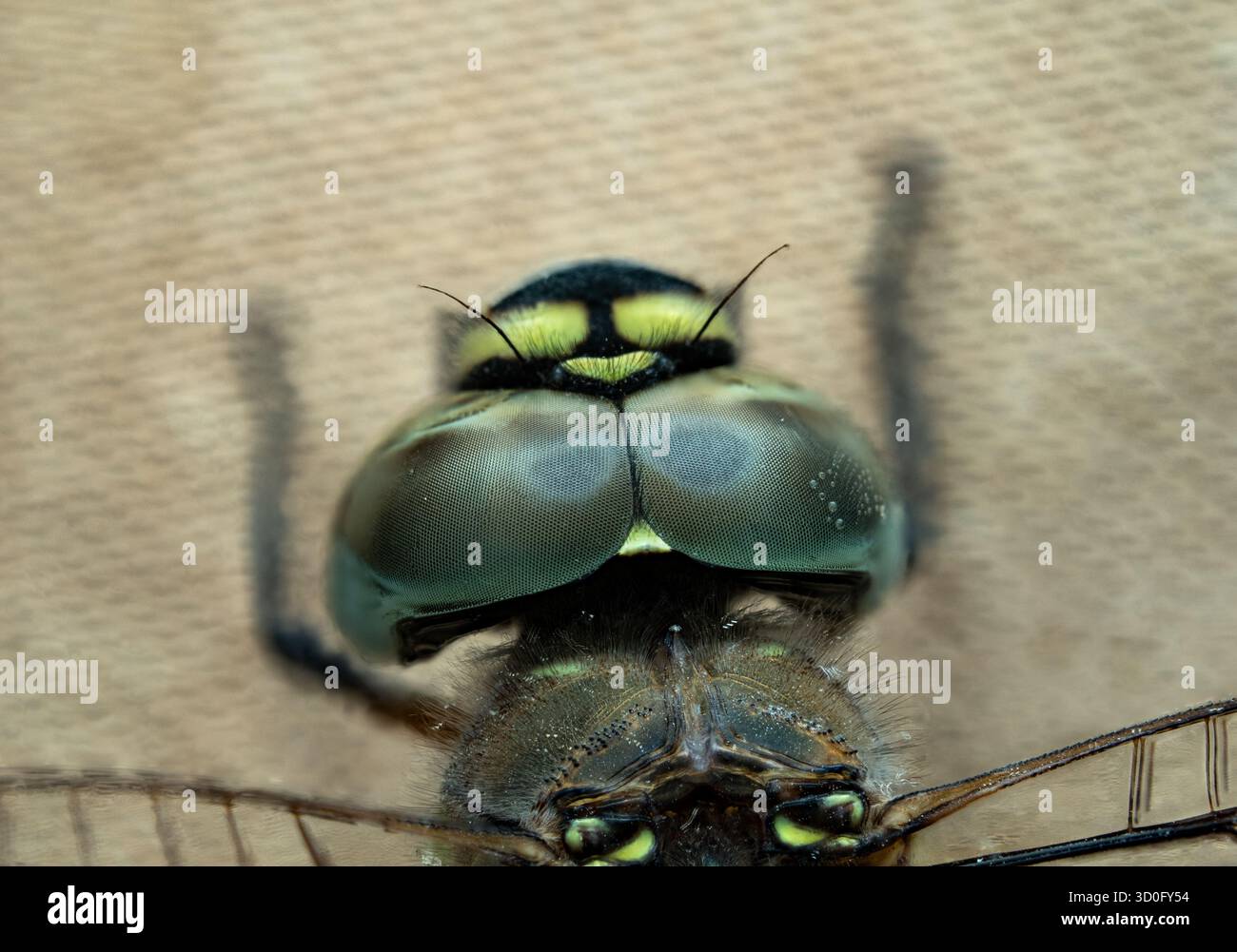 Nahaufnahme einer Libelle, die auf einem menschlichen Finger vor schwarzem Hintergrund sitzt. Das Bild zeigt große zusammengesetzte Augen, transparente Flügel Stockfoto