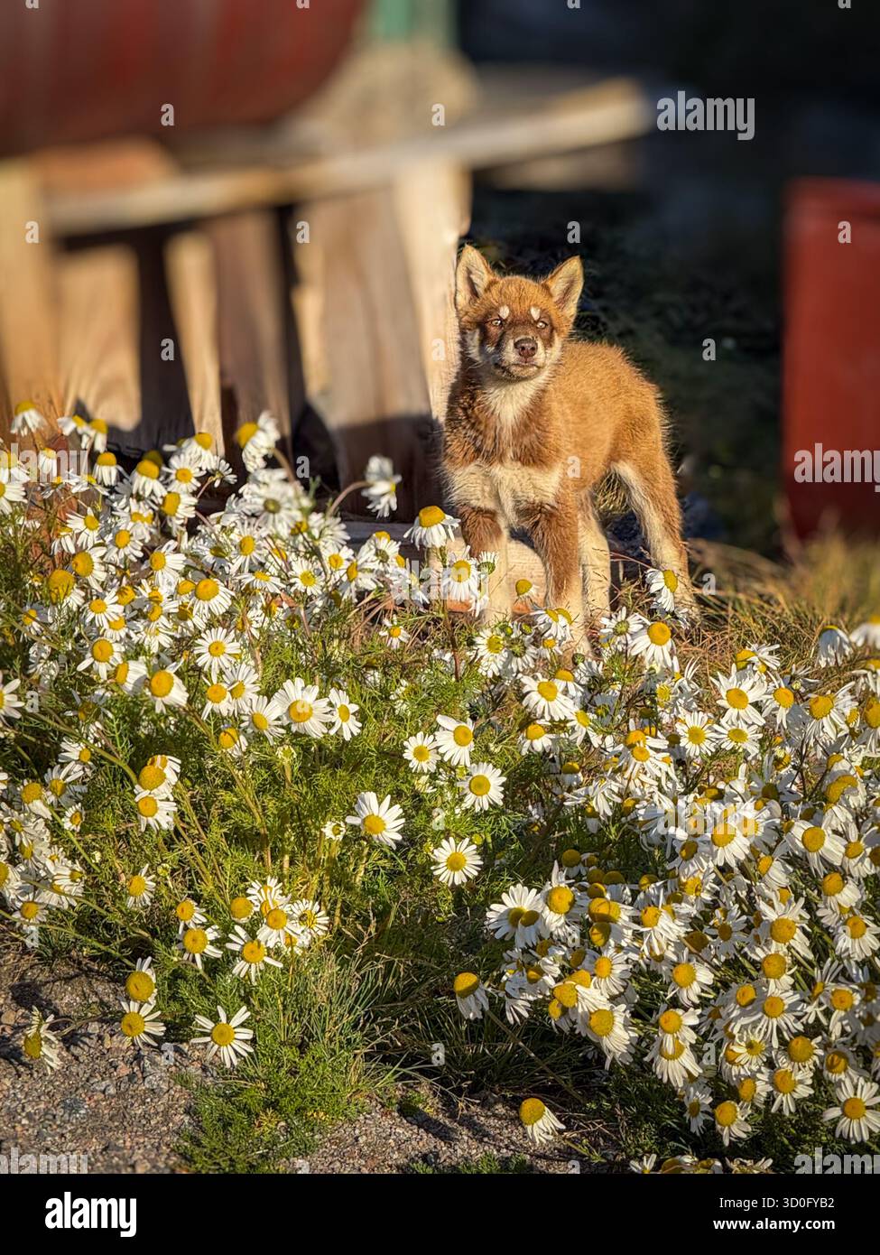 Uummannaq Island, die Welpen der Schlittenhunde laufen frei herum, aber sie sind schüchtern Stockfoto
