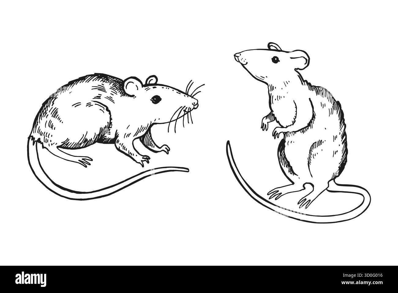 Vektorsatz von zwei Ratten mit einem langen Schwanz, handgezeichnete schwarz-weiße Illustration von Nagetier, Tiermotiv in monochrome, Gravur Tusche Skizze für Fee Stock Vektor