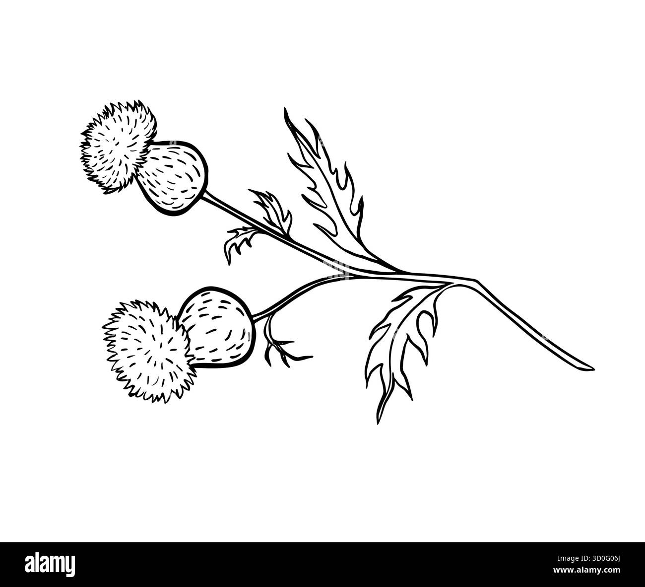 Botanische Tuschenskizze einer Klettenpflanze mit stacheligen Samenköpfen, in naturalistischem Stil gezeichnet. Traditionelles Wildkraut, bekannt in der Volksmedizin und auf dem Land Stock Vektor