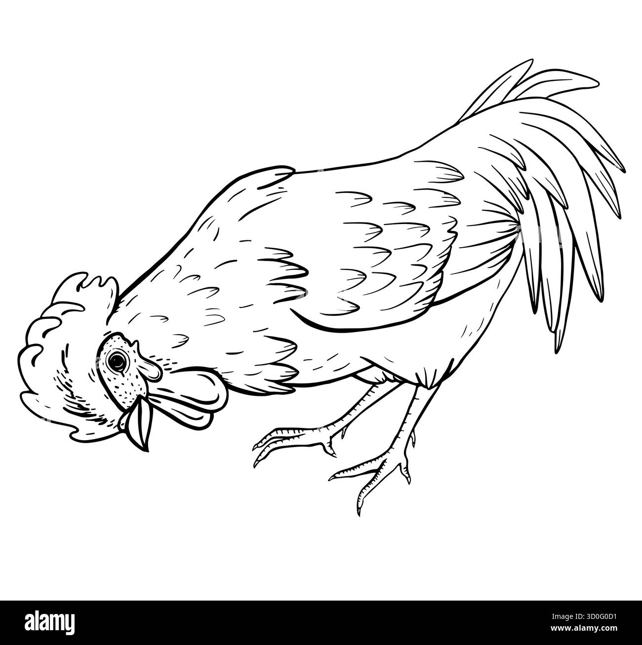 Illustration eines Hahns im Vintage-Stil, der sich beugt, um Essen zu picken. Handgezeichnete Landtierskizze für Landwirtschaft, Landleben, Ausmalseiten, Bio Stock Vektor