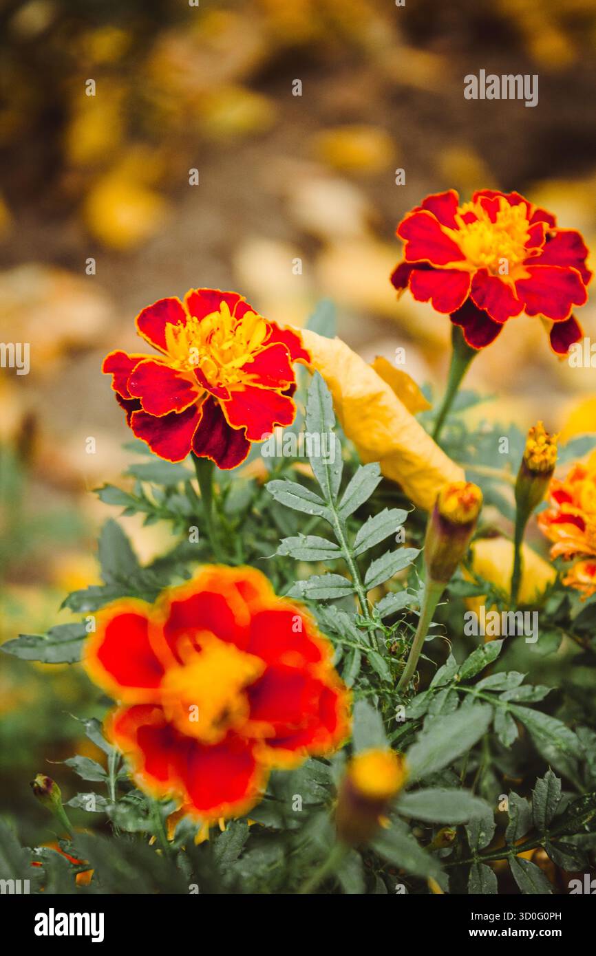 Feine wilde Blume Ringelblume Ringelblume im Garten, Foto bestehend aus wild wachsenden Blume Ringelblume Ringelblume bis Graswiese, wilder Anbau Stockfoto