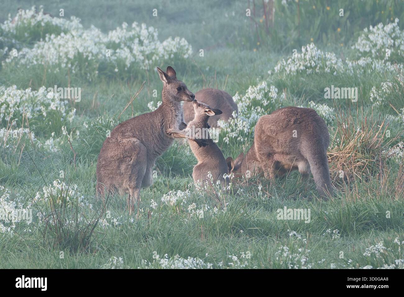 Ein berührender Moment Stockfoto