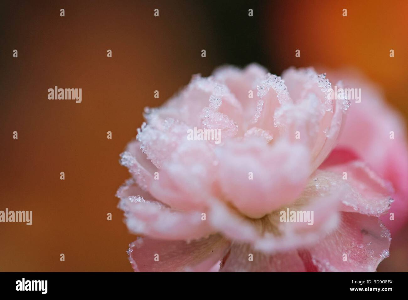 Makroaufnahme einer spätblühenden Rose, bedeckt mit Eiskristallen Stockfoto