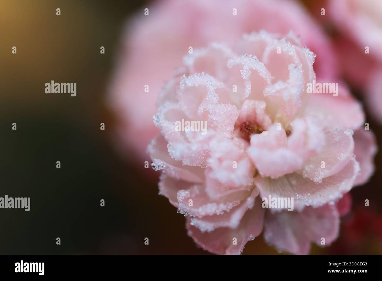 Makroaufnahme einer spätblühenden Rose, bedeckt mit Eiskristallen Stockfoto