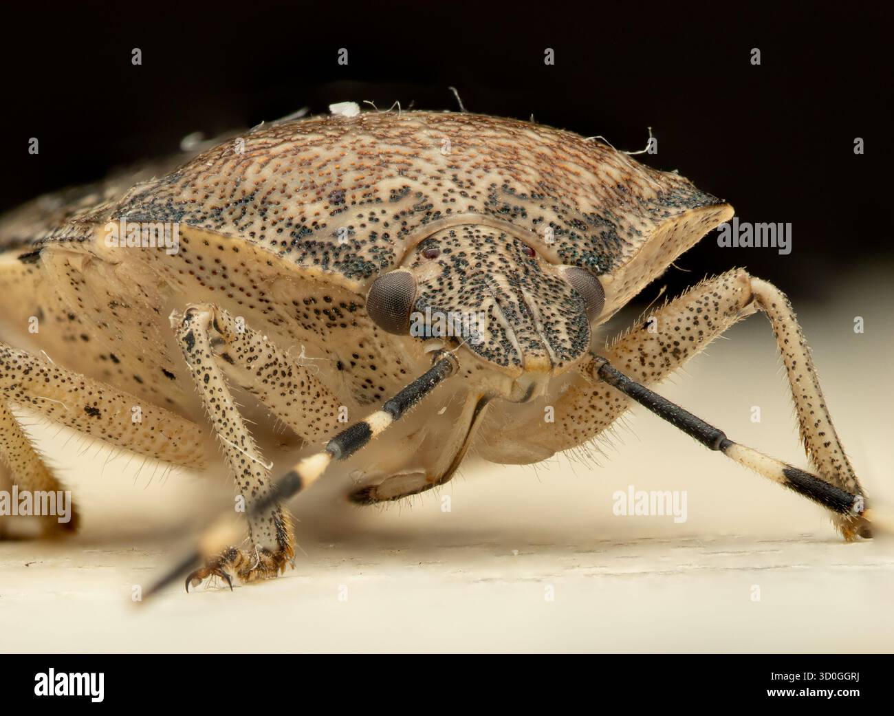Makroaufnahme eines Stinkwanzen in Nahaufnahme auf hellem Hintergrund. Das Bild zeigt zusammengesetzte Augen, Antennen, gesprenkeltes Chitin-Exoskelett, Stockfoto