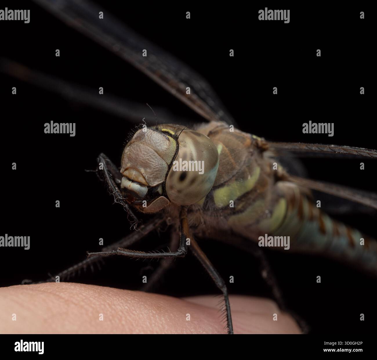 Nahaufnahme einer Libelle, die auf einem menschlichen Finger vor schwarzem Hintergrund sitzt. Das Bild zeigt große zusammengesetzte Augen, transparente Flügel Stockfoto
