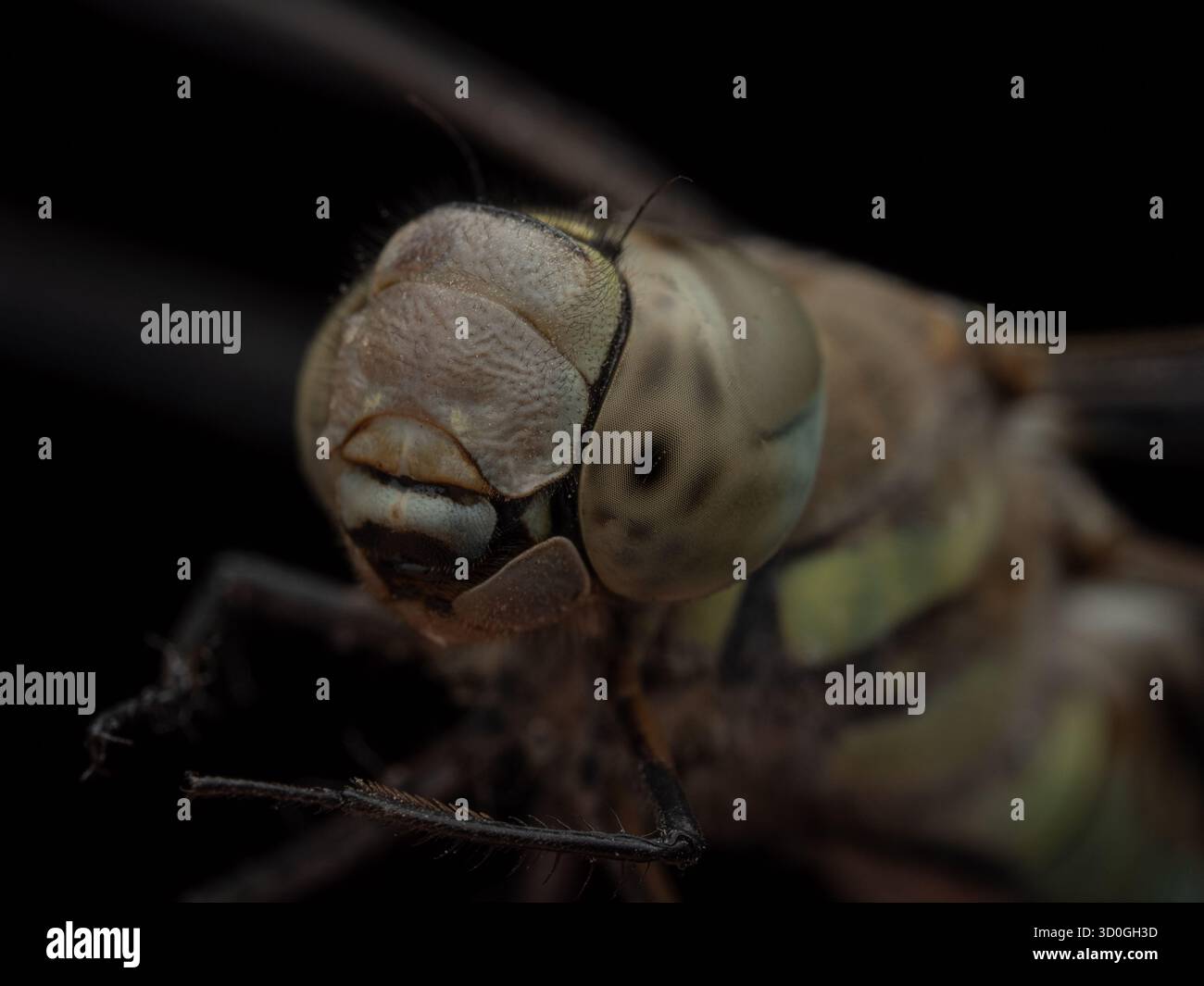 Nahaufnahme einer Libelle, die auf einem menschlichen Finger vor schwarzem Hintergrund sitzt. Das Bild zeigt große zusammengesetzte Augen, transparente Flügel Stockfoto