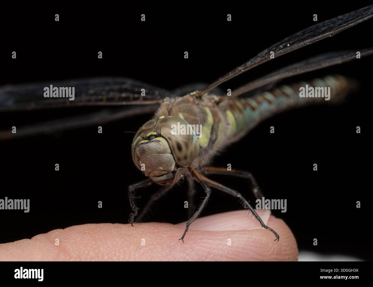 Nahaufnahme einer Libelle, die auf einem menschlichen Finger vor schwarzem Hintergrund sitzt. Das Bild zeigt große zusammengesetzte Augen, transparente Flügel Stockfoto