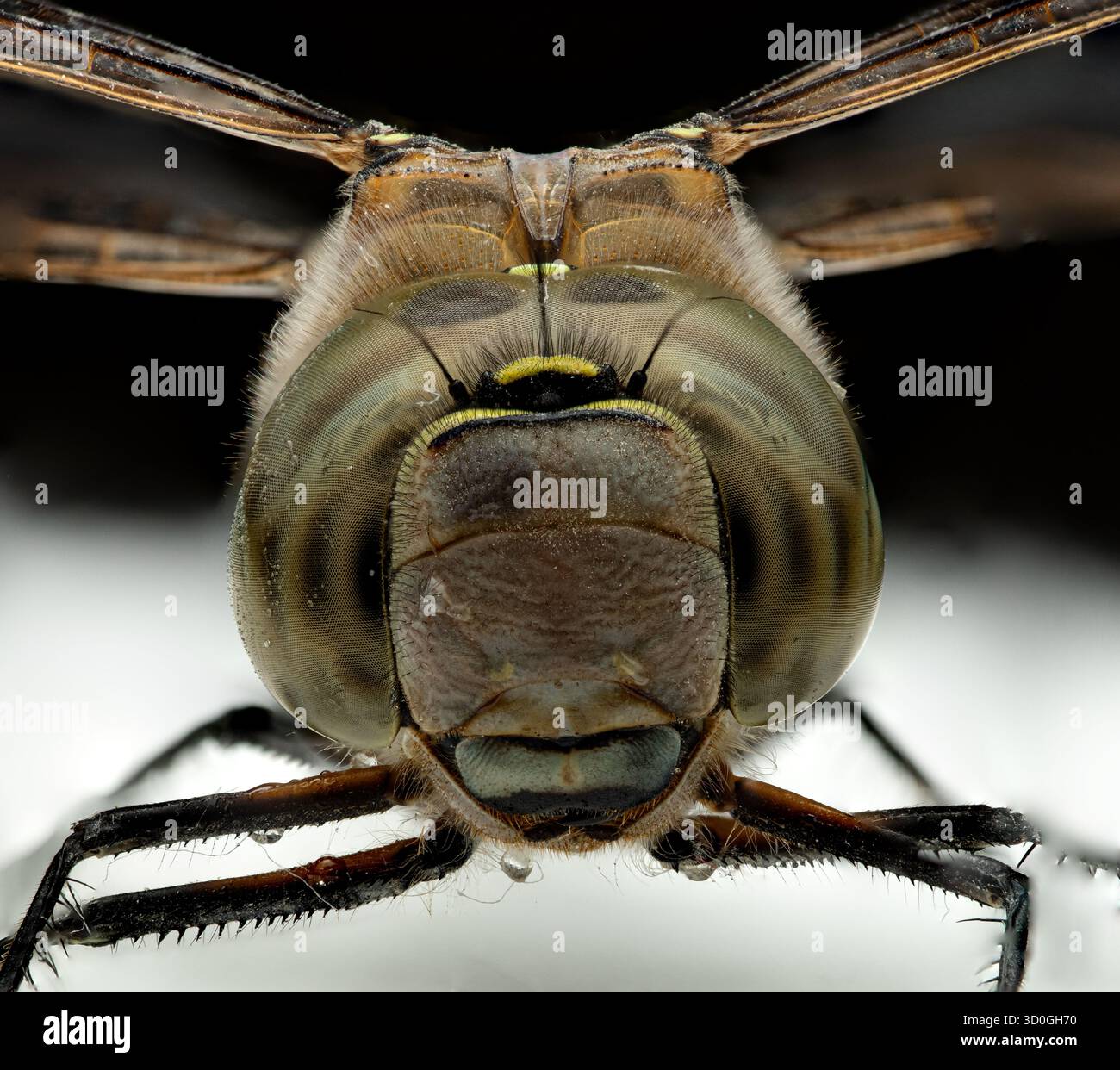 Nahaufnahme einer Libelle, die auf einem menschlichen Finger vor schwarzem Hintergrund sitzt. Das Bild zeigt große zusammengesetzte Augen, transparente Flügel Stockfoto