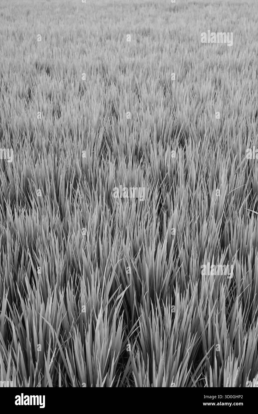 Hellgrünes Gras nahtloser Hintergrund. Frisches Gras früh am Morgen. Stockfoto