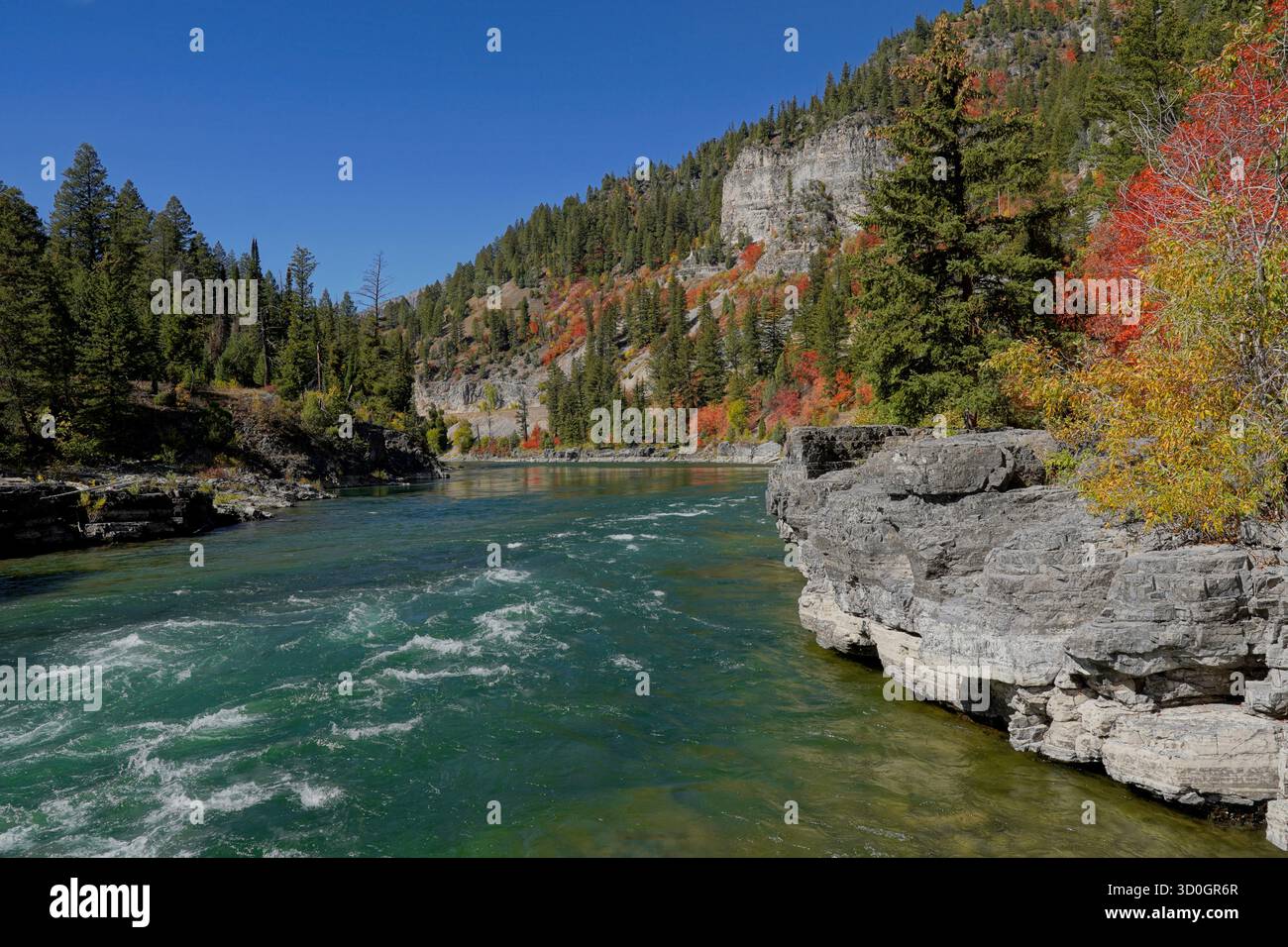 Herbstfarbe entlang des Snake River in der Nähe von Jackson Wyoming unter blauem Himmel Stockfoto