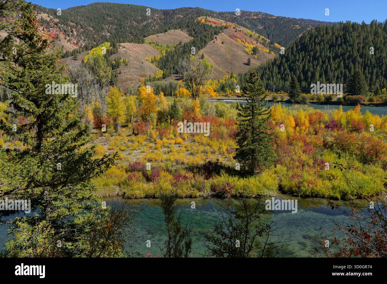 Herbstfarbe entlang des Snake River in der Nähe von Jackson Wyoming Stockfoto