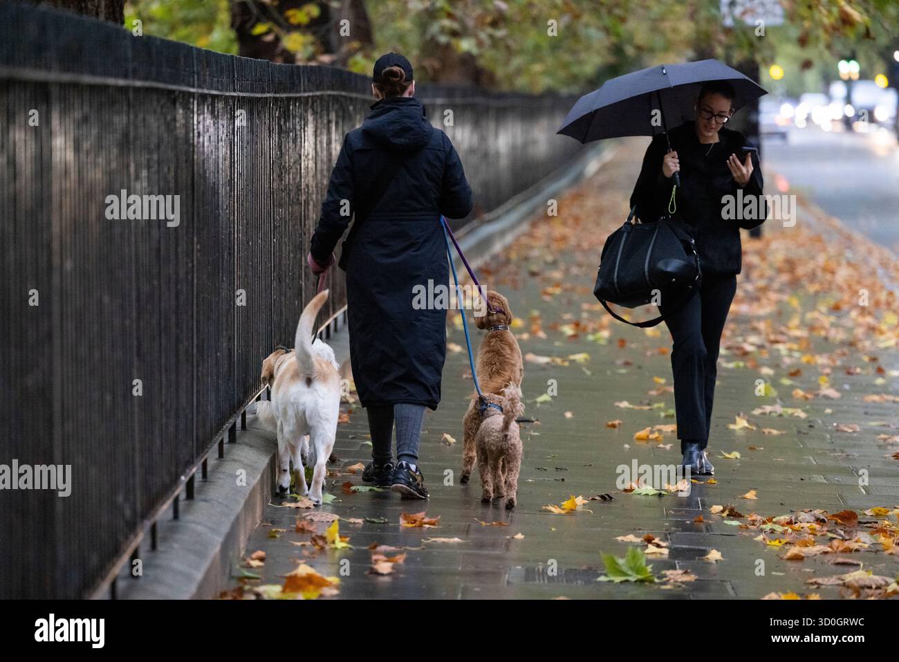 Eine Frau geht mit ihren Hunden in London durch die gefallenen Blätter an einem windigen, nassen Herbsttag, als Sturm Benjamin England trifft Stockfoto