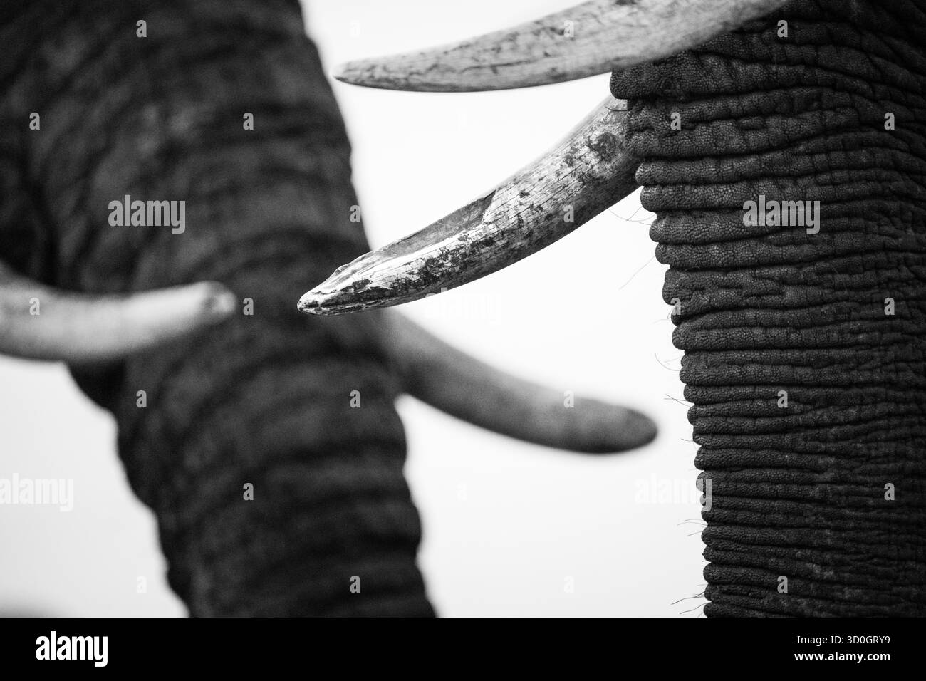 Afrikanische Elefantenstoßzähne (Loxodonta africana) schwarz-weiße Nahaufnahme von Details des Elfenbeins. Hwange-Nationalpark, Simbabwe, Afrika Stockfoto