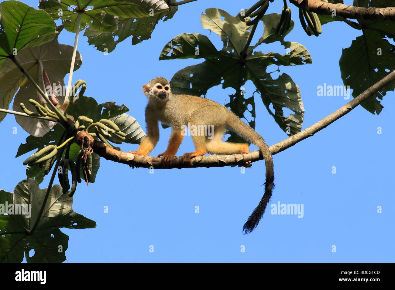 Gewöhnlicher Eichhörnchenaffe im amazonas-Regenwald Stockfoto