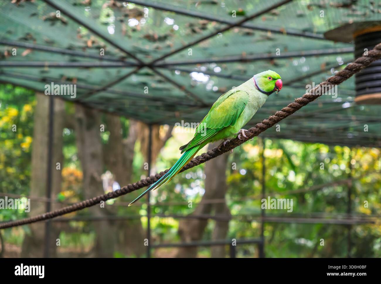 Ein majestätischer Rosensittich, ein ikonisches Symbol für exotische Vögel, mit seinem herrlichen grünen Gefieder und einem markanten roten Kragen, elegant hoch oben Stockfoto