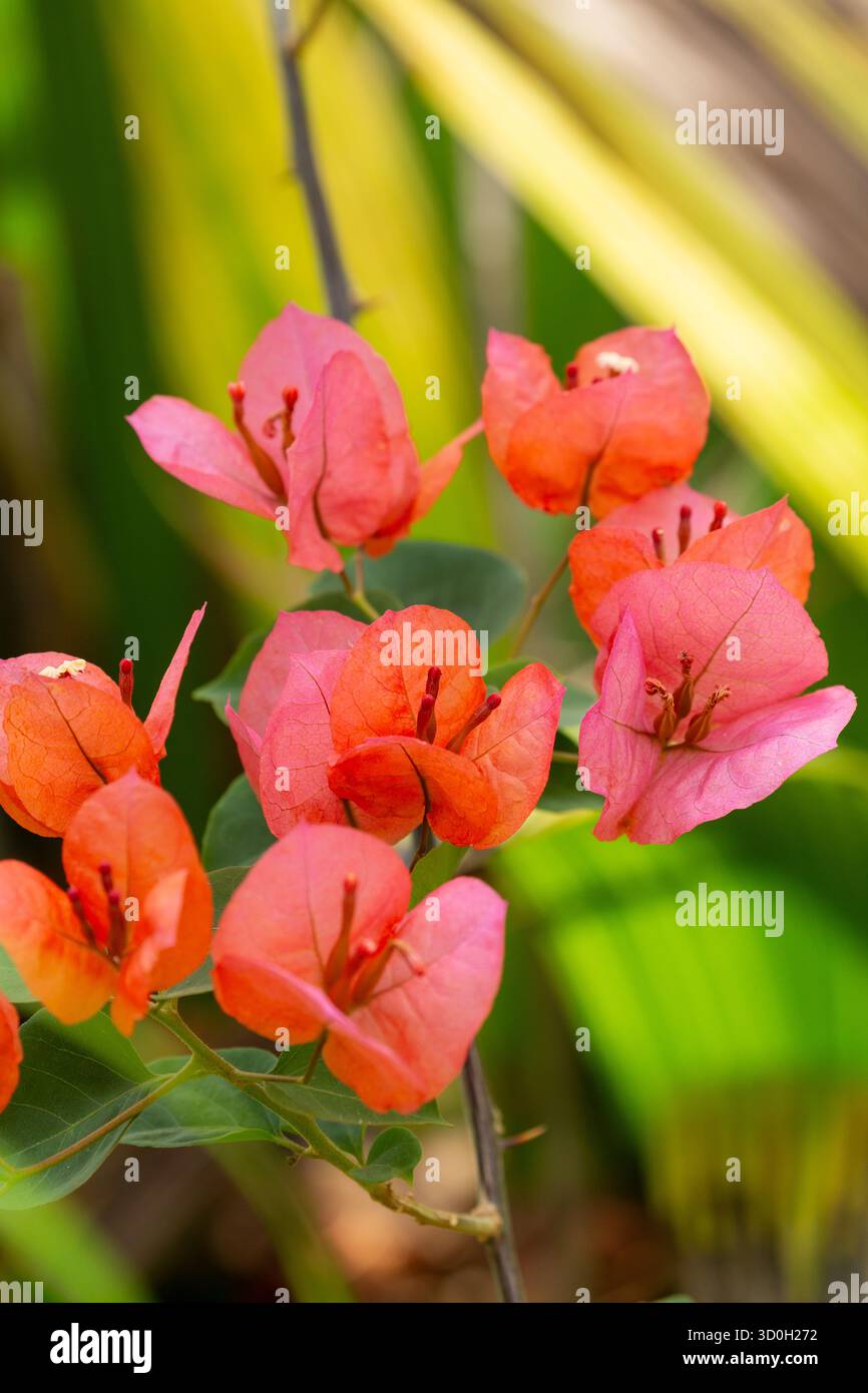 Papierblume (Bougainvillea glabra) Stockfoto